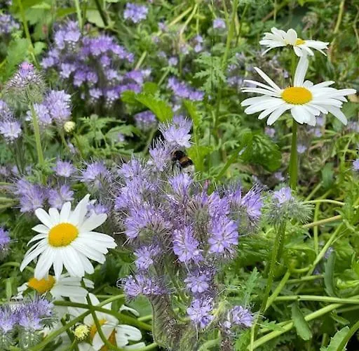 Seaside Flat With Private Garden * סקארבורו